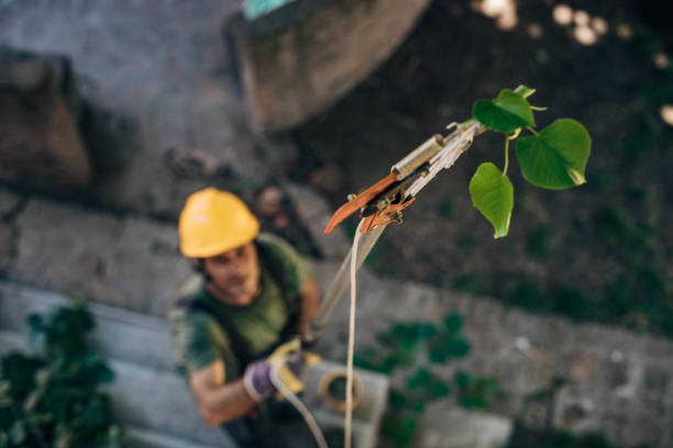 Tree Service Company in Breckenridge, MN